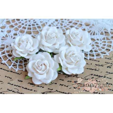 Роза Шпалера, 35мм, цвет белый, 1 цветочек